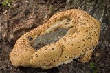 Inonotus dryadeus image