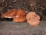 Lentinula edodes image