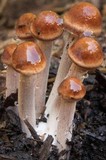 Panaeolus cinctulus image