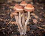 Panaeolus cinctulus image