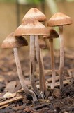 Panaeolus cinctulus image