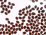 Panaeolus cinctulus image