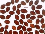 Panaeolus cinctulus image