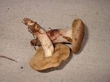 Retiboletus fuscus image
