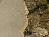 Fomes excavatus image