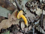 Cantharellus ignicolor image