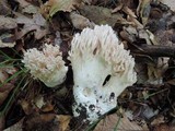 Ramaria cinereocarnea image