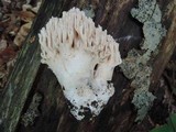 Ramaria cinereocarnea image