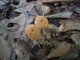 Marasmius siccus image