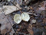 Marasmius siccus image