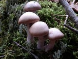 Cortinarius dionysae image