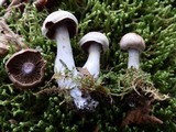 Cortinarius dionysae image