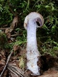 Cortinarius dionysae image
