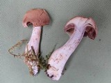 Cortinarius dionysae image