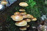 Kuehneromyces mutabilis image