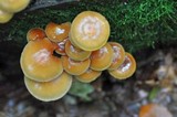 Kuehneromyces mutabilis image