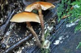 Kuehneromyces mutabilis image