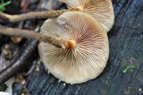 Kuehneromyces mutabilis image