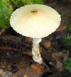 Lepiota clypeolaria image