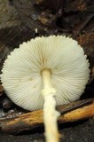 Lepiota clypeolaria image