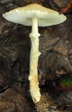 Lepiota clypeolaria image