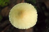 Lepiota clypeolaria image