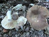 Lactarius subplinthogalus image