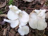 Pleurotus pulmonarius image
