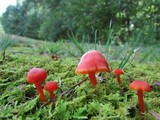 Hygrocybe miniata image