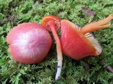 Hygrocybe miniata image