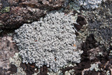 Stereocaulon saxatile image
