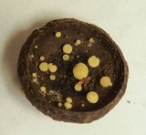 Hymenoscyphus fructigenus image