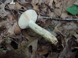 Russula fragrantissima image