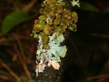 Tuckermanopsis americana image