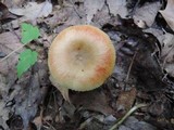 Russula pectinatoides image