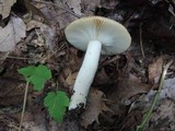 Russula pectinatoides image