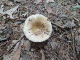 Russula amoenolens image