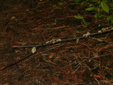 Tuckermanopsis americana image