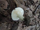 Lactarius luteolus image