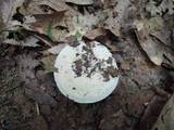Lactarius luteolus image