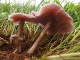 Lepista sordida image