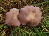 Lepista sordida image