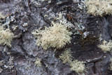Ramalina roesleri image