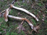 Agrocybe firma image
