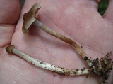 Agrocybe firma image