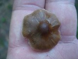 Agrocybe firma image