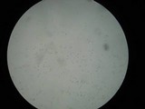 Agrocybe firma image