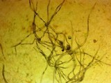 Cudoniella clavus image