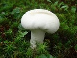 Calvatia bovista image