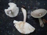 Lactarius cinereus image